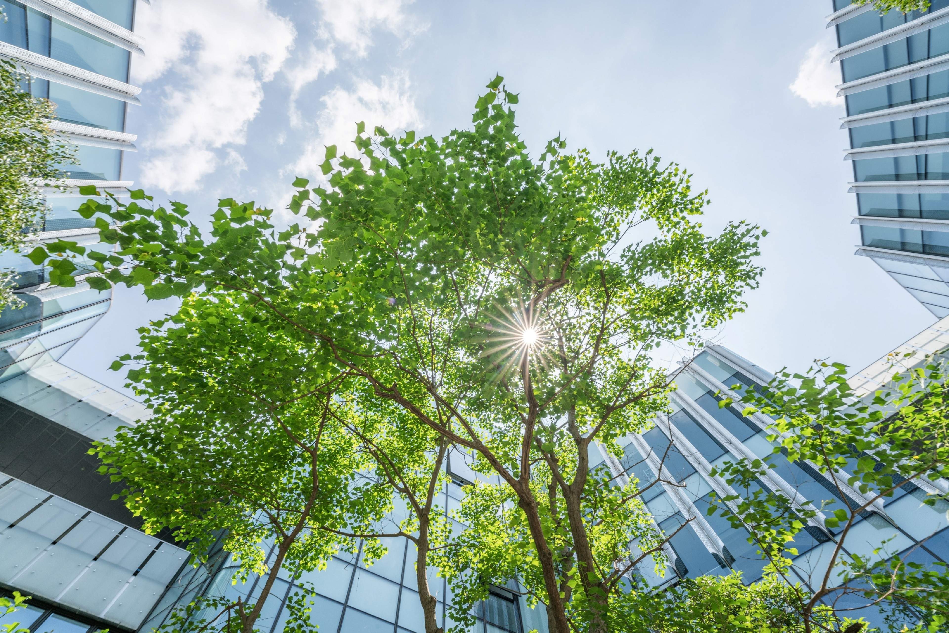 Tree in front of a building